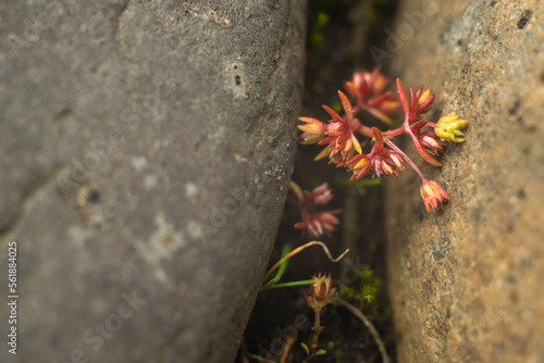 micro flores  mini naturaleza  naturaleza  f  brica  flor  primavera  flor  musgo    rbol  flora  c  sped  rojo  huerta  hojas  macro  verano  beldad  color  arbusto  azul  florecer  oto  al