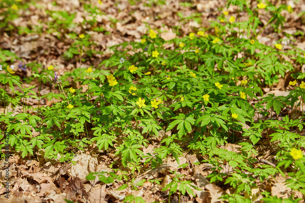 Anemone nemorosa is an early-spring flowering plant in the genus Anemone in the family Ranunculaceae. Anemone nemorosa is an early-spring flowering plant in the genus Anemone in the family Ranunculaceae.