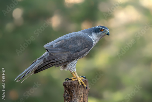 Beautiful adult of Northern Goshawk (Accipiter gentilis) on a branch with a prey in the forest of Noord Brabant in the Netherlands. 