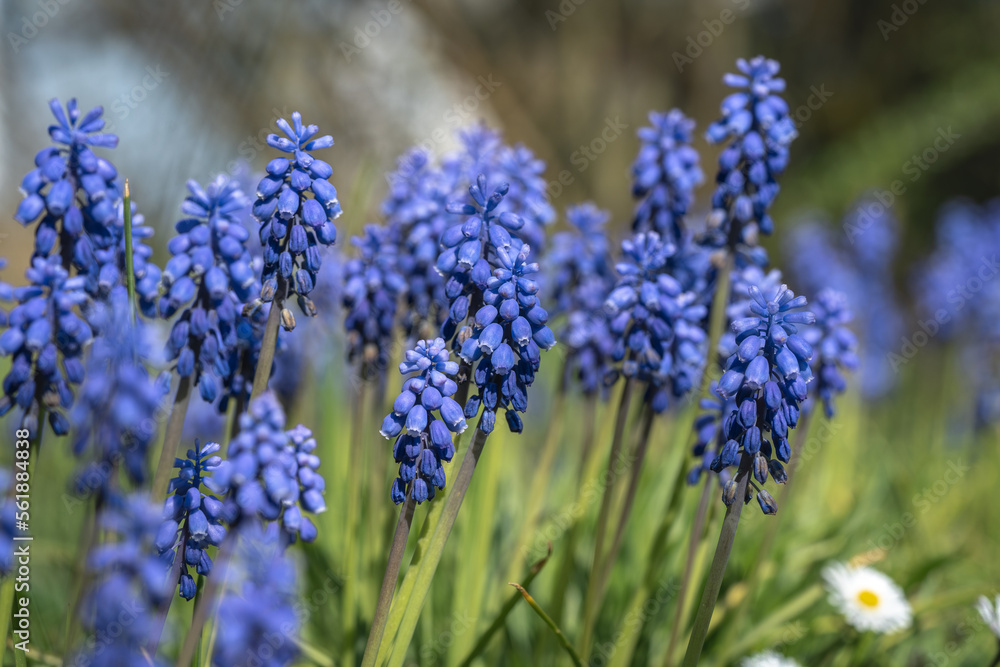 Obraz premium Ein Feld aus Muscari - Traubenhyacinthen - Bauernbübchen