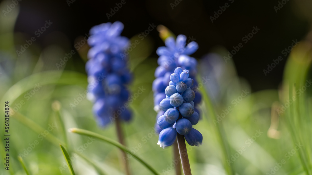 Nahaufnahme von Muscari - Traubenhyacinthen - Bauernbübchen Blüten Nahaufnahme von Muscari - Traubenhyacinthen - Bauernbübchen Blüten