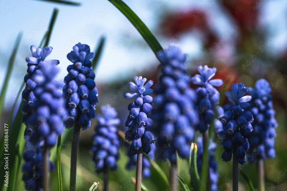 Ein Feld aus Muscari - Traubenhyacinthen - Bauernbübchen Ein Feld aus Muscari - Traubenhyacinthen - Bauernbübchen