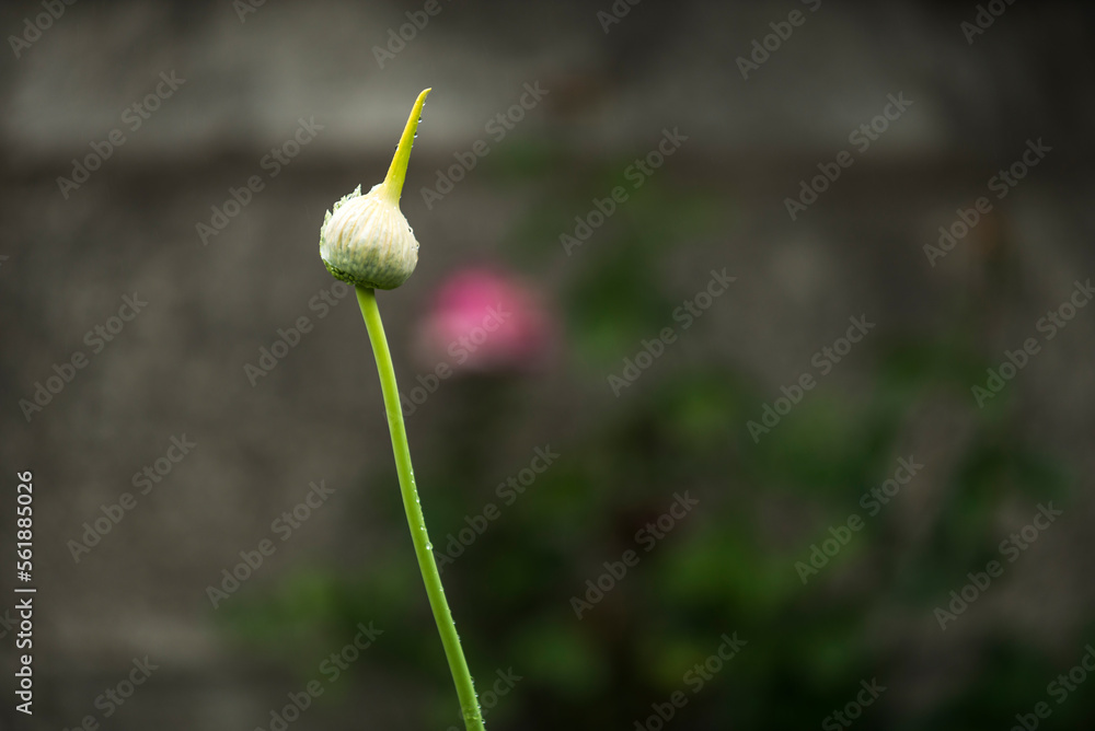 flor del ajo, huerta, campo, flor, naturaleza, diente de león, primavera, fábrica, flor, blanco, césped, verano, beldad, flora, campanilla de invierno, aislada, dehesa, cañas, macro, florecer, floral flor del ajo, huerta, campo, flor, naturaleza, diente de león, primavera, fábrica, flor, blanco, césped, verano, beldad, flora, campanilla de invierno, aislada, dehesa, cañas, macro, florecer, floral