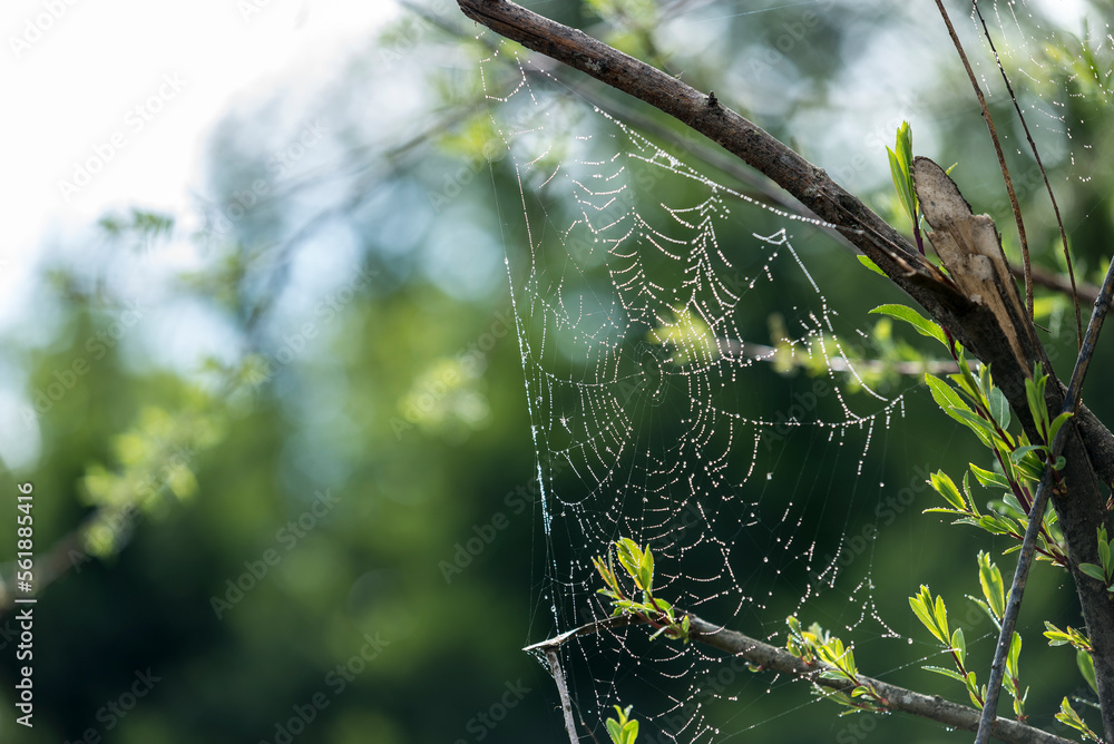 araña, web, naturaleza, insecto, tela de araña, el rocio, neta, tela de araña, madrugada, macro, aracnidos, acuático, bajar, seda, close-up, atrapar, animal, huerta, dechado