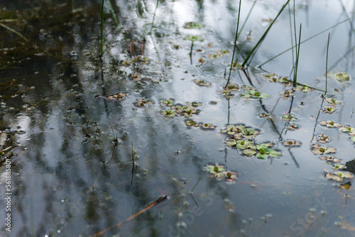 reflejos de  agua  plantas de  agua  acu  tico  lago  naturaleza  r  o  charcas  c  sped    rbol  verde  verano  f  brica  abstracta  azul  recubrir  oto  al  pantano  olas  primavera  mecer  ave  ca  a  bos