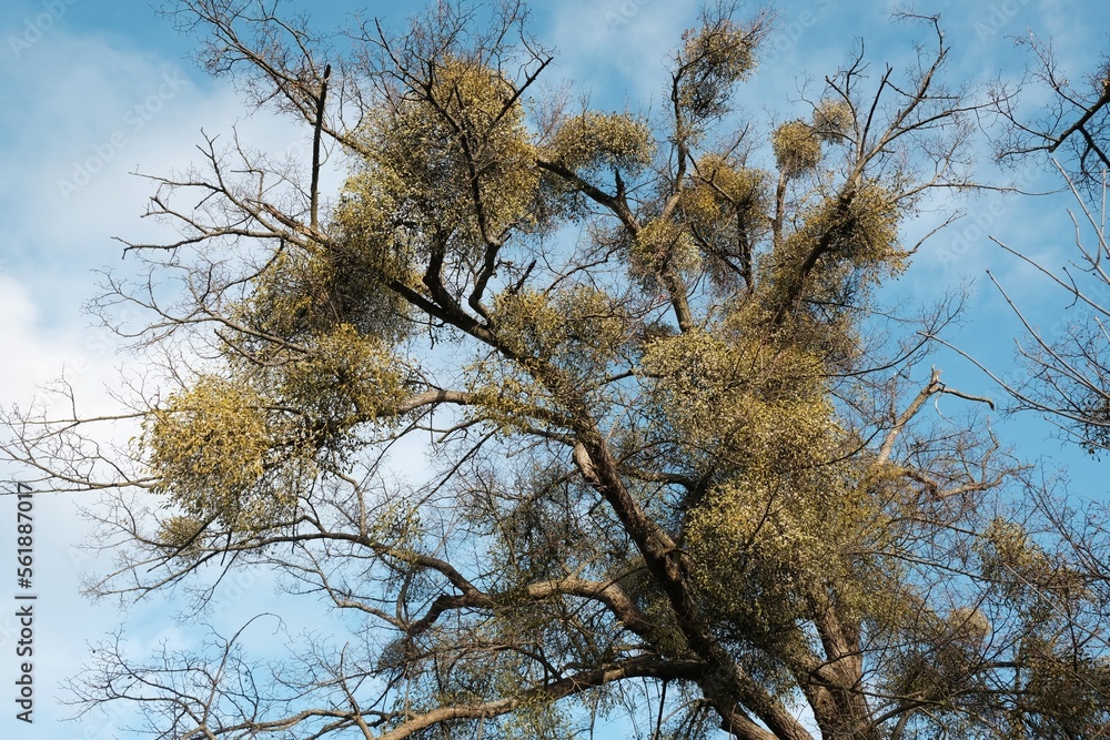 A sick withered tree attacked by mistletoe (viscum). They are woody, obligate hemiparasitic shrubs A sick withered tree attacked by mistletoe (viscum). They are woody, obligate hemiparasitic shrubs