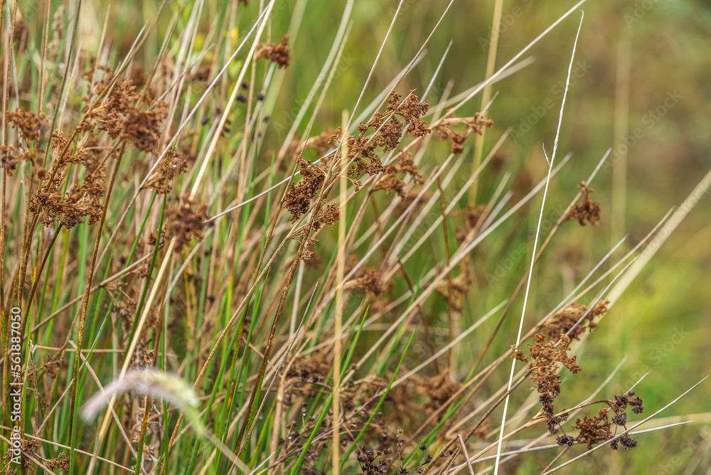 totora, tallos, césped, naturaleza, fábrica, verde, campa, verano, trigo, chacras, granito, primavera, agricultura, cosecha, ciclos, flora, acrecentar, hojas, flor, cereal totora, tallos, césped, naturaleza, fábrica, verde, campa, verano, trigo, chacras, granito, primavera, agricultura, cosecha, ciclos, flora, acrecentar, hojas, flor, cereal