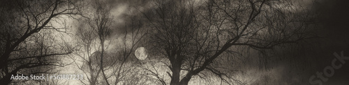 Art grunge landscape in black and white showing silhouette of the trees in the forest and moon at night