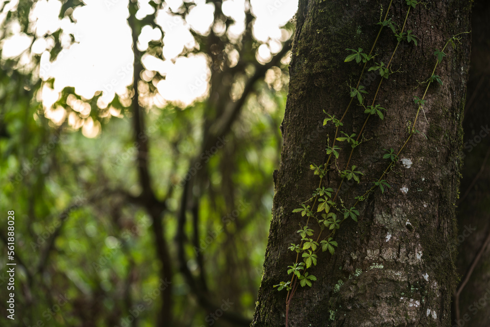 árbol, bosque, naturaleza, verde, corteza, cofres, primavera, árbol, aparcar, hojas, madera, fábrica, hojas, sucursal, verano, madera, tronco, languidecer, follaje, viejo, otoñal, al aire libre, abedu