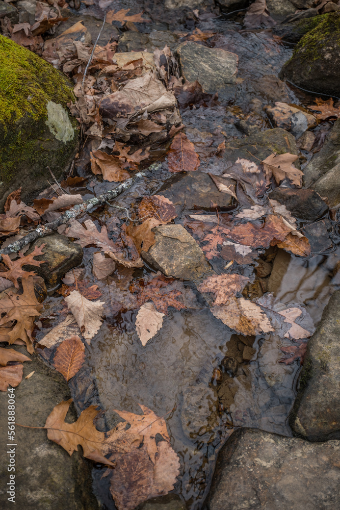 Leaves fallen on rocks in a creek