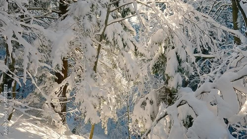 Wallpaper Mural Frozen winter forest with snowy trees in cold sunny nature background Torontodigital.ca