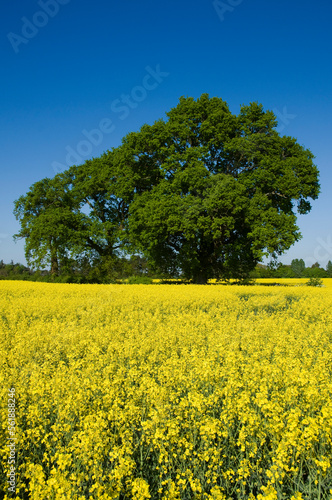 Trees and yellow rape seed field in Oxfordshire, blue sky, sunshine, Brassica Napus.
