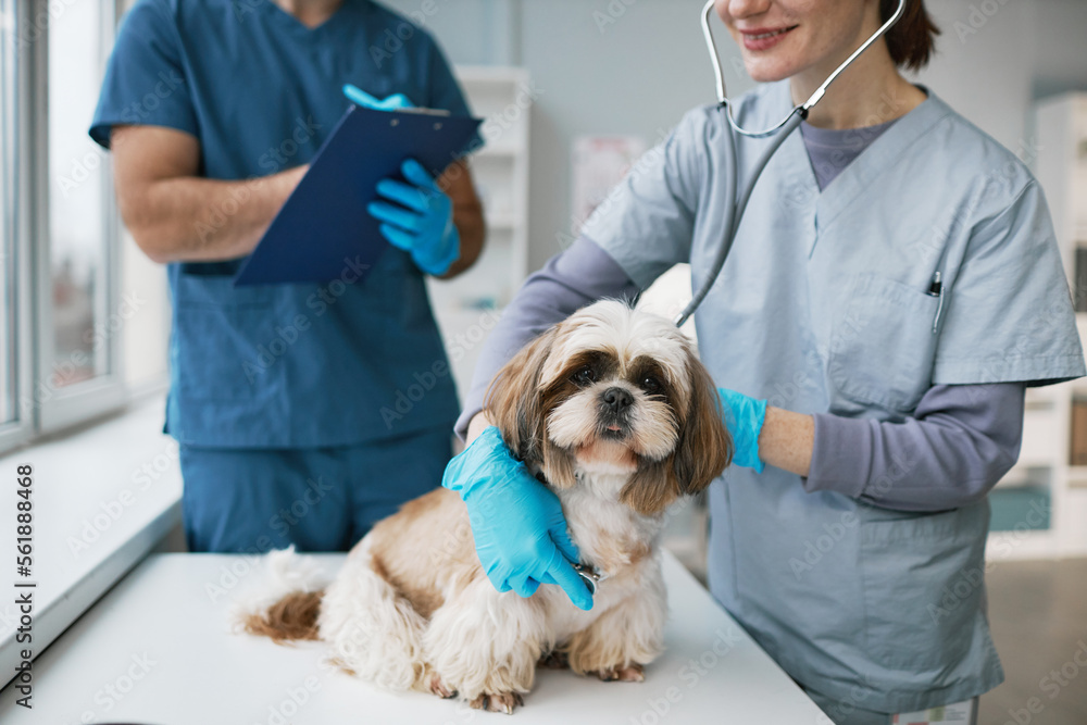Close-up of young vet clinician examining cute yorkshire terrier Close-up of young vet clinician examining cute yorkshire terrier