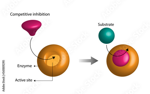 Competitive inhibition of enzyme, molecules very similar to the substrate bind to the active site and prevent binding of the actual substrate, decreases enzyme activity. Vector illustration.
