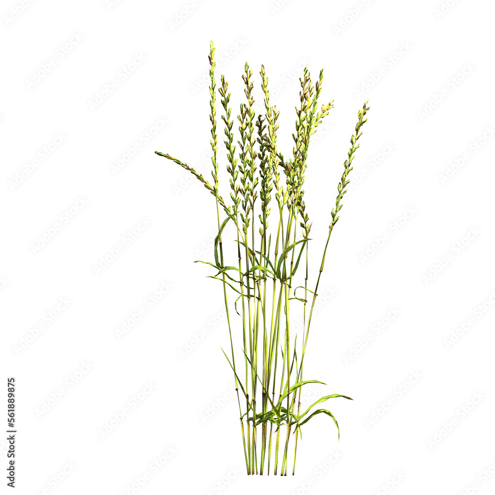 Naklejka premium wild field grass, isolated on a transparent background, 3D illustration, cg render