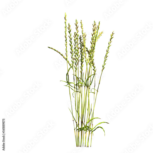 wild field grass  isolated on a transparent background  3D illustration  cg render