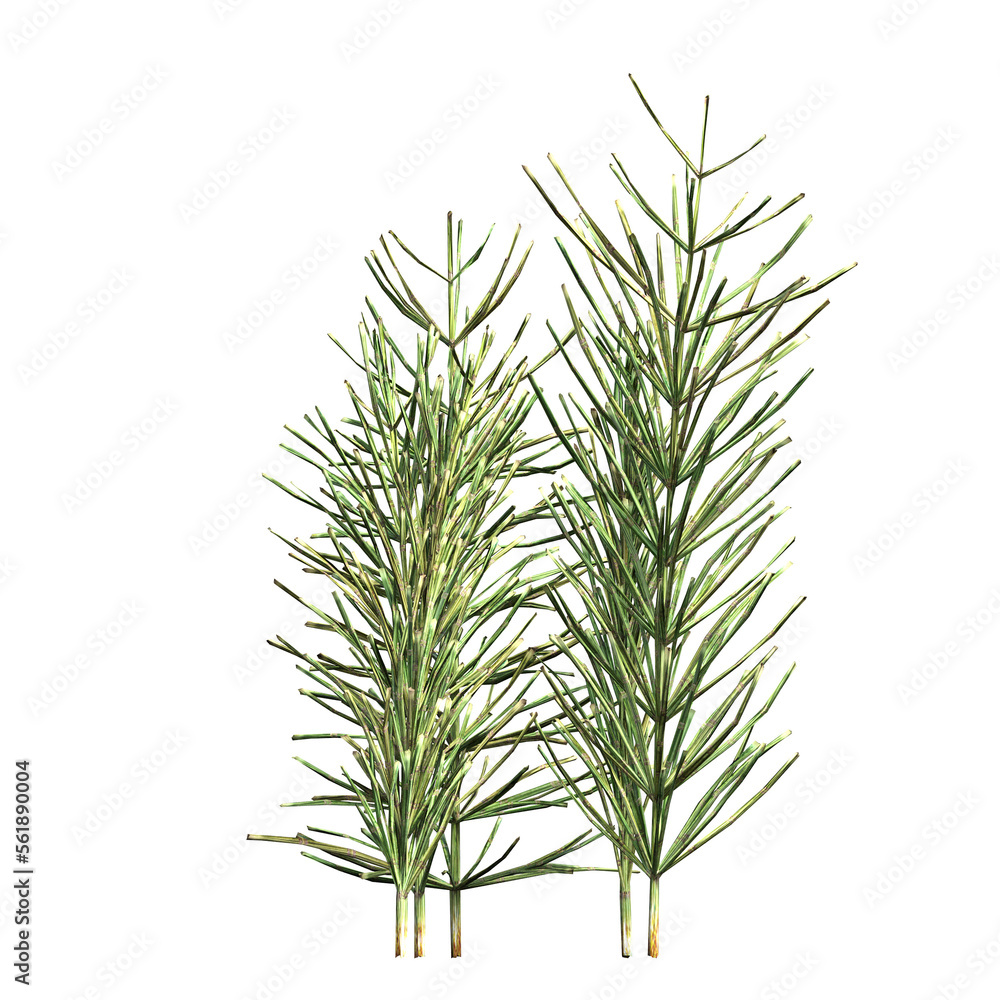 Fototapeta premium wild field grass, isolated on a transparent background, 3D illustration, cg render