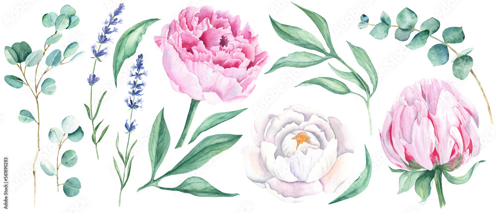 Watercolour floral set isolated on white background. White and pink peonies buttons, green leaves, eucalyptus and lavender branches. Watercolor hand drawn botanical illustration. Ideal for bouquets