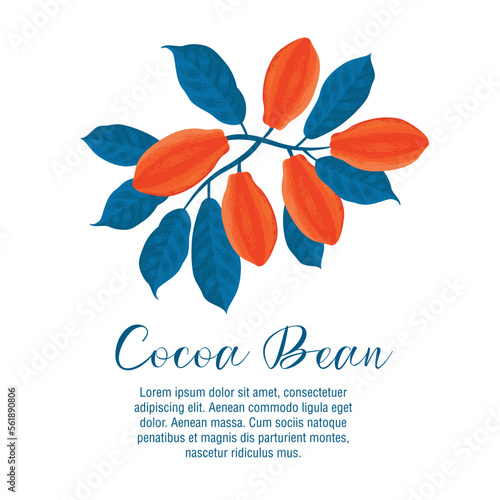 Cocoa beans banner template. Chocolate cacao beans background. Vector hand drawn illustration. Illustration in vintage style.