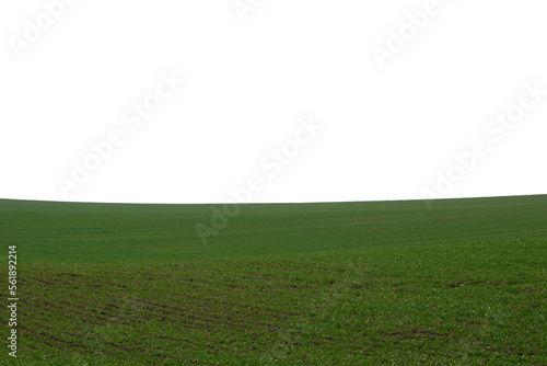 Green field as a background.  Green grass in spring isolated on white background.