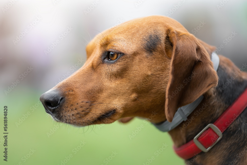 Close up portrait of beautiful red mongrel dog