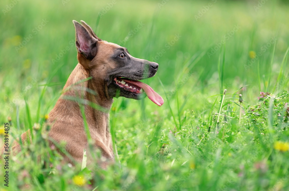 Funny smiling dog of belgian malinois breed lying in the grass