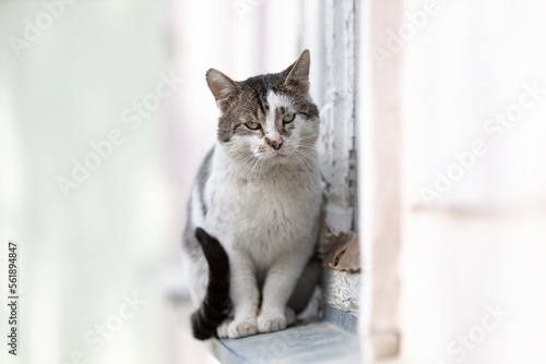 Sad tabby homeless cat sitting on windowsill outside