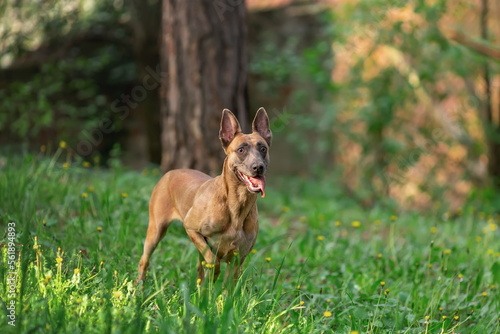 Young dog of belgian malinois breed walking outdoors