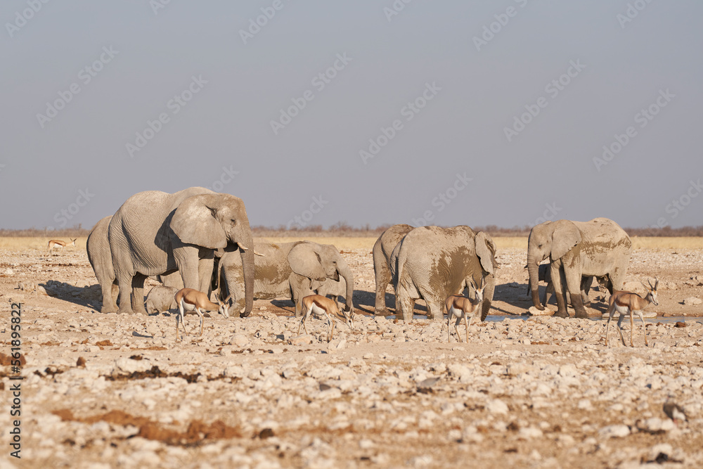 Group of African Elephant (Loxodonta africana) at a waterhole in Etosha National Park, Namibia Group of African Elephant (Loxodonta africana) at a waterhole in Etosha National Park, Namibia