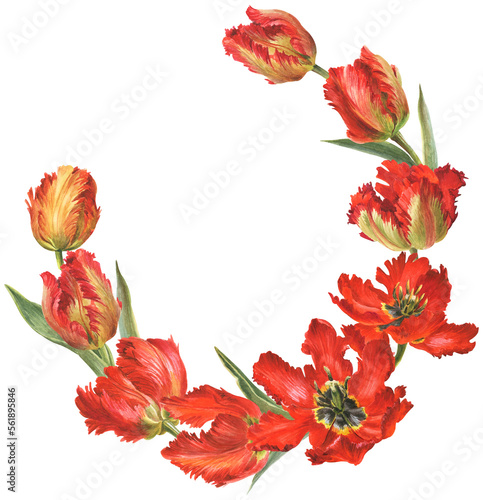 Wallpaper Mural watercolor illustration with red parrot tulips Torontodigital.ca