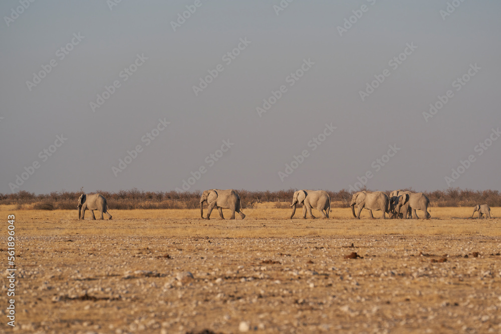 Herd of African Elephant (Loxodonta africana) leaving a waterhole in single file in Etosha National Park, Namibia Herd of African Elephant (Loxodonta africana) leaving a waterhole in single file in Etosha National Park, Namibia