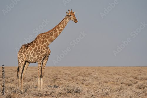 Giraffe (Giraffa camelopardalis) on a barren pan in Etosha National Park, Namibia