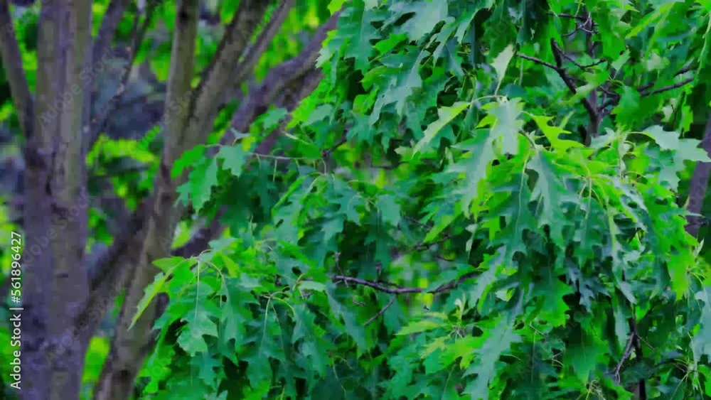 Rain Storm, Wind Gusts, young green oak foliage, Quercus palustris leaves, spring, summer season in park, forest with blurry bokeh, nature protection, concept Severe Weather, background for designer Rain Storm, Wind Gusts, young green oak foliage, Quercus palustris leaves, spring, summer season in park, forest with blurry bokeh, nature protection, concept Severe Weather, background for designer