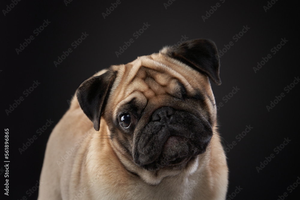 portrait of a disabled dog. special Pug on a black background