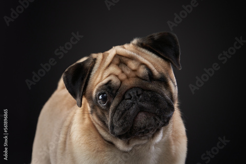 portrait of a disabled dog. special Pug on a black background