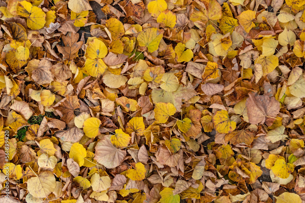 Nahaufnahme von herbstlich gelb gefärbtem Laub von Linden als Hintergrund Nahaufnahme von herbstlich gelb gefärbtem Laub von Linden als Hintergrund