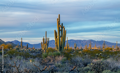 Panoramic AZ Sonoran Desert Landscape Early Evening Time