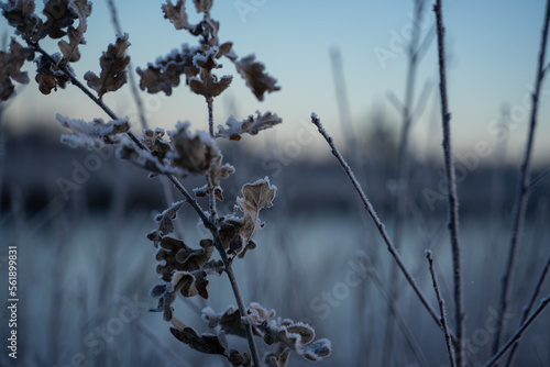 Gefrostete Natur