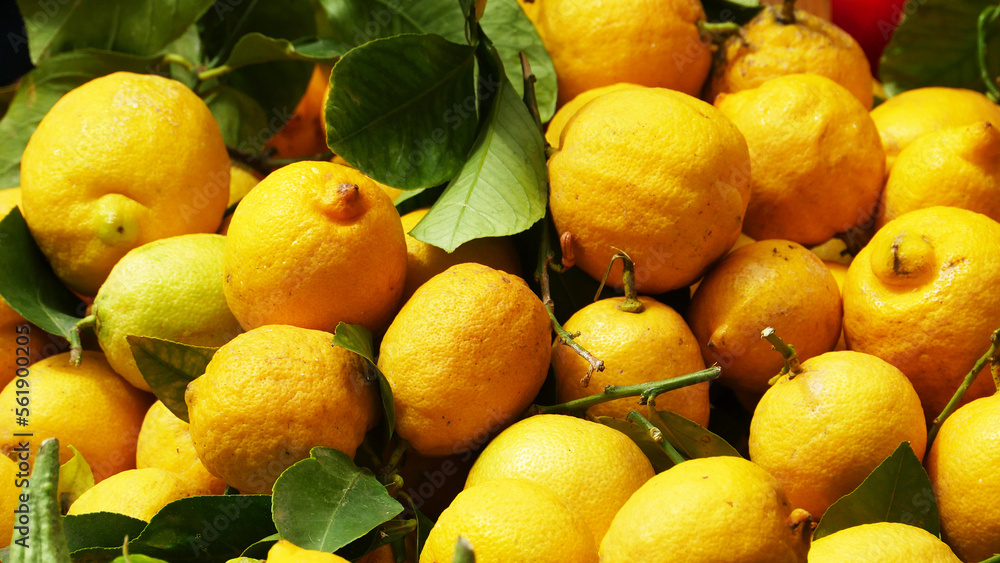 Sicilian lemons for sale in Palermo