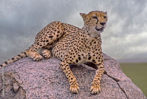 African cheetah on kopje in Tanzania photo