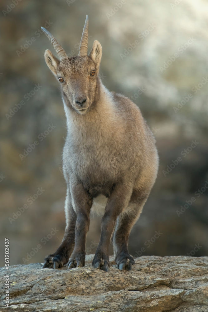 Female Alpine ibex or mountain ibex (Capra ibex) with winter coat standing on rocks, Italian Alps. Close up portrait. December