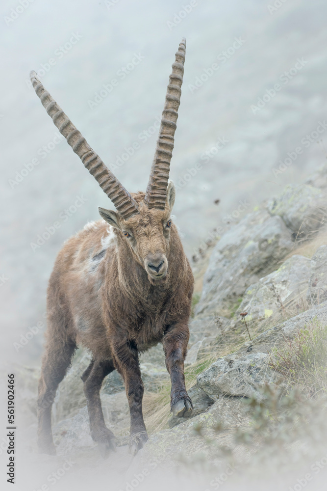 Close up of Alpine ibex (Capra ibex) with large horns that comes walking on the rocks from a bank of fog, Italian Alps. May