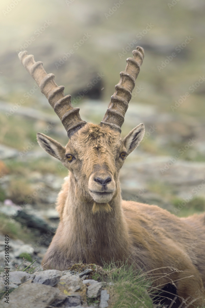 Portrait of a male alpine ibex (Capra ibex) with long horns, looking at camera and resting in his typical mountain environment against soft background. high altitude animal. Italian Alps, Piedmont.