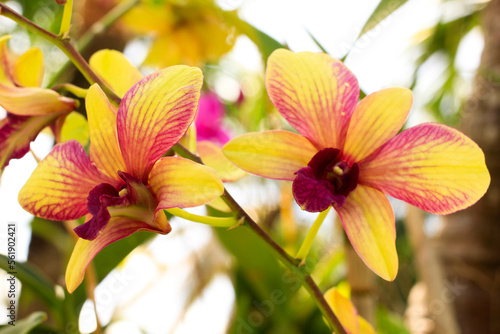 Beautiful yellow orchid flowers in the garden.