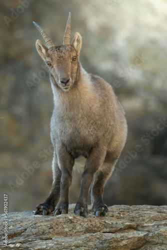 Obraz na płótnie Female Alpine ibex or mountain ibex (Capra ibex) with winter coat standing on rocks, Italian Alps. Close up portrait. December w salonie