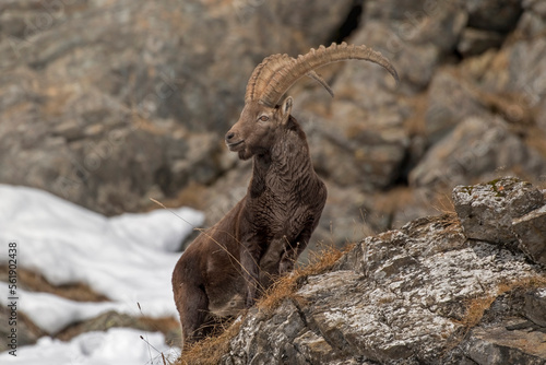 Adult male alpine ibex (Capra ibex) with big horns climbs a steep rock face lit by the pale winter sun with snow in the background. Mountain animals. Italian alps. December