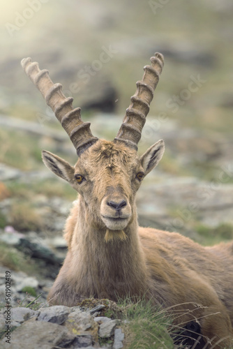 Portrait of a male alpine ibex  Capra ibex  with long horns  looking at camera and resting in his typical mountain environment against soft background. high altitude animal. Italian Alps  Piedmont.