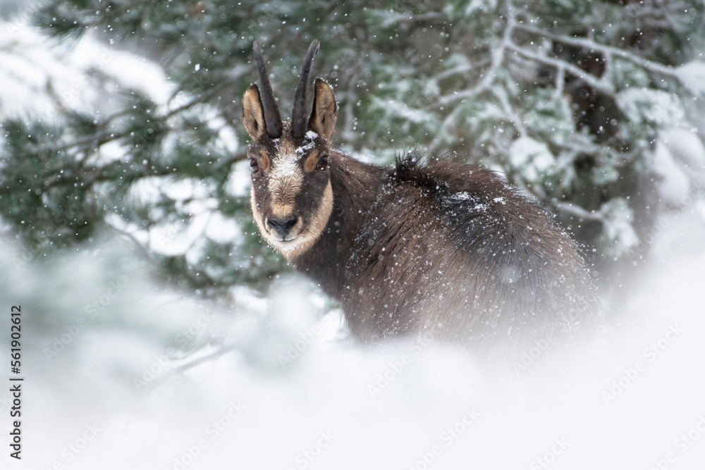 Male Alpine chamois (Rupicapra rupicapra) during intense snowfall with some snowflakes on his face against snowy forest background, Italian alps. Monviso natural park.