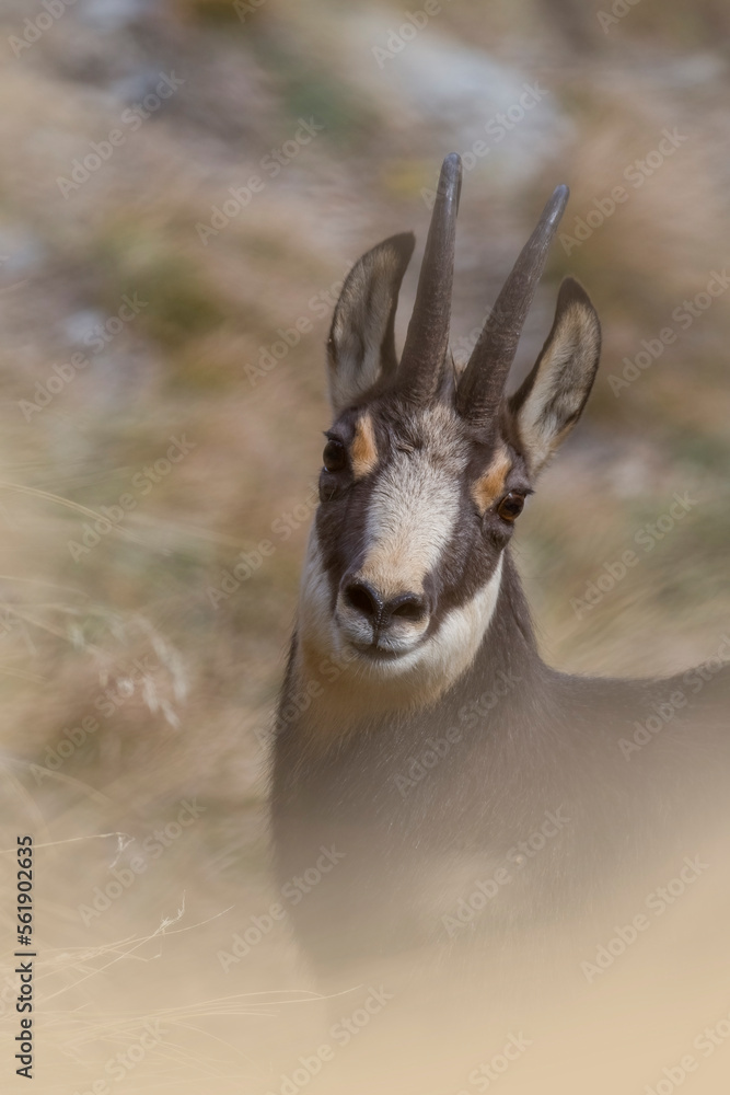 Close up of Alpine Chamois (Rupicapra rupicapra) looking into camera through the grass in soft morning light, Italian Alps, Piedmont.