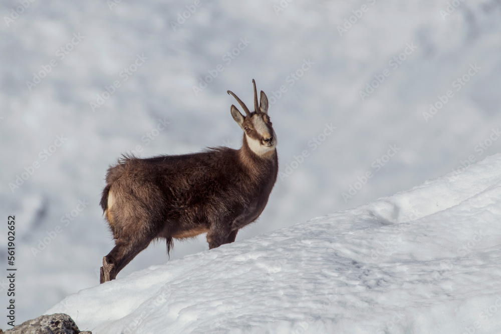 Winter male alpine chamois or wild goat (Rupicapra rupicapra) standing in a all snow-covered meadow in sunrise light on the Italian Alps, Piedmont, Monviso natural Park.